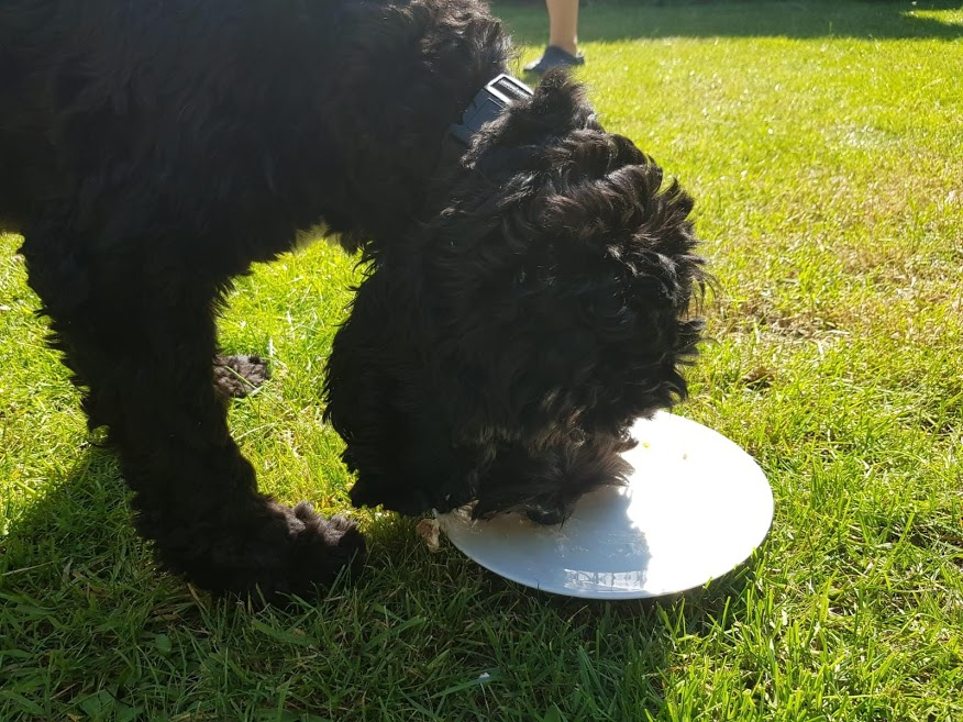 CockapooBarry's tweet image. Before and after pics. It was decorated with sliced tomatoes and the candle was a slice of sweet pepper. The best birthday cake I've ever had.
