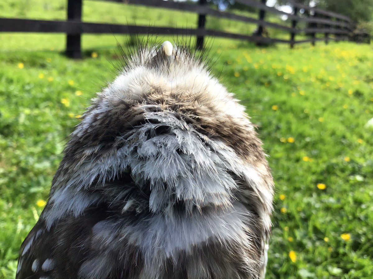 Kintailbop's tweet photo. Digger our Little Owl has excellent eyesight, as a daytime hunting owl, here he is watching our local wild Buzzard flying over. #argyll #myargyll #argyllbeback #southlochaweside #lochawefalconry #lochawefalconryexperience #nativebirdsofprey #falconrylochawe https://t.co/FPSmOum7Vs