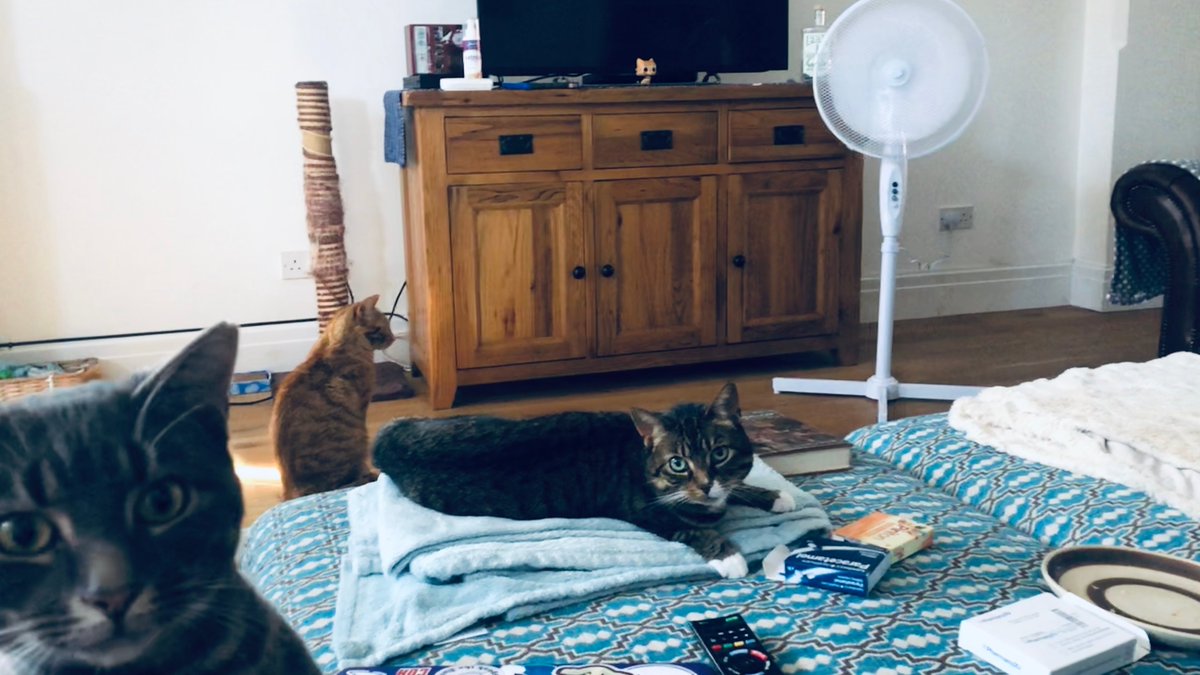 AmyCChambers's tweet image. People keep asking if I am enjoying the warmth/sunshine. I am sitting in my front room with the curtains closed with my cats huddled around a fan (I love that Rainger photobombed)

#HateSummer #AutumnIsComing #WinterIsComing (we're past the summer solstice!) #AcademicsWithCats