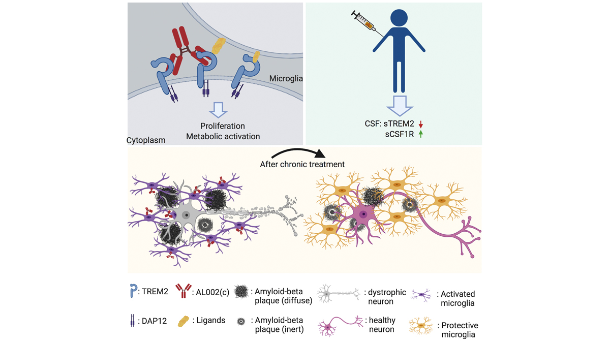 JExpMed's tweet photo. Wang, Mustafa @meerkmustafa et al demonstrate that mAb specific for the human microglial receptor TREM2 induces #microglia proliferation, ameliorates Ab-induced pathology in mouse model of #Alzheimers &amp; can be given safely in a 1st-in-human clinical trial. https://t.co/zLZ2rPAxOl https://t.co/jU2wAF3i5Q