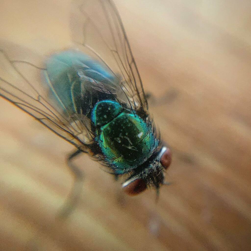 DansLowNotes's tweet photo. Fly
:
:
#fly #bluebottle #housefly ##nature #naturephotography #nature_perfection
#macro #macrophotography #macros #macro_ig #macro_mood #olloclip #olloclipmacro https://t.co/rlICS8KjKH https://t.co/YVEyLftsnY