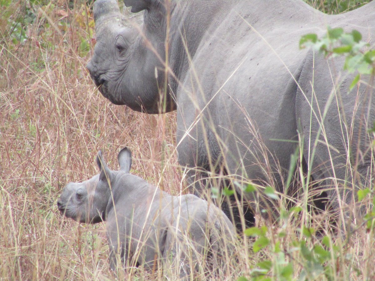 AfricanParks's tweet photo. Great News! One of the black rhinos translocated from South Africa to Liwonde last November has had a calf! The calf is the 1st of its generation from this group to be born in the park, a sign of growth of Malawi’s rhino population. https://t.co/VG2Gk4m4AW