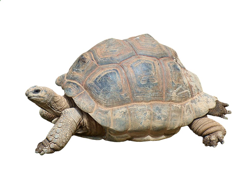 BLANCOYNEGROREL's tweet photo. Te acuerdas de esta #noticia?
"Una mujer llega a urgencias con una tortuga en su vagina"
Recuérdala aquí!!!
#blogSexo #blog #sexo #salud #sevilla
https://t.co/1uMGa51Ra4 https://t.co/oJR3Uc24zw