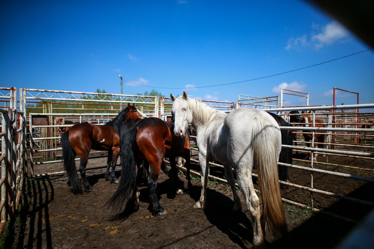 c5_rodeo's tweet photo. What'chu lookin' at?
#c5rodeo #buckinstyle @covymoore https://t.co/de0DcmyGmH