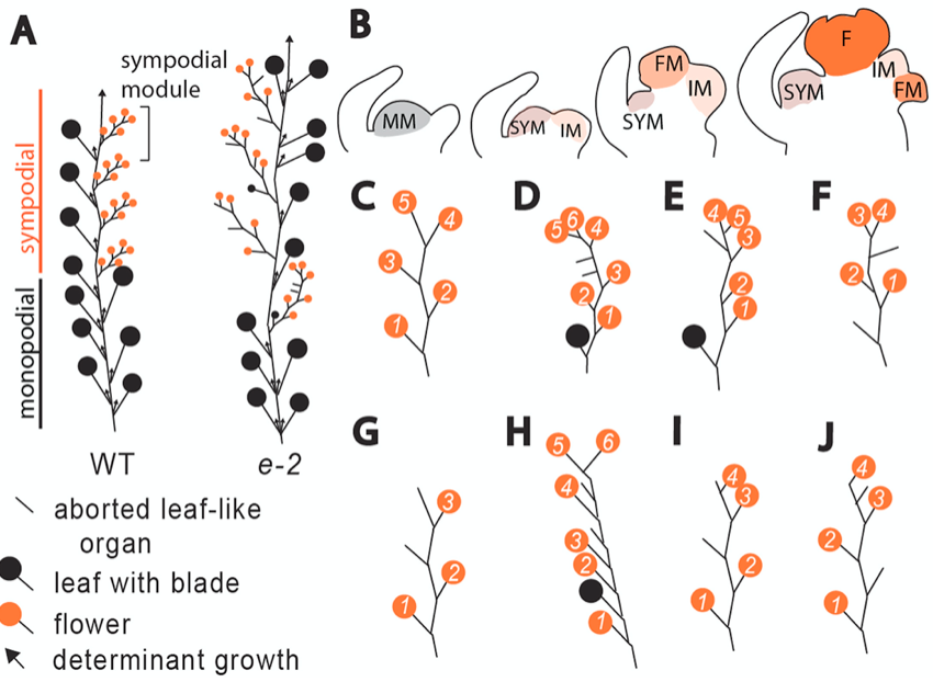 Dev_Bio_Journal's tweet photo. #DBteaser #DBfeatures #DevBio
ICYMI🌿🍃🌺
"A sister of PIN1 gene in tomato (Solanum lycopersicum) defines leaf and flower organ initiation patterns by maintaining epidermal auxin flux" by @CieraReports et al (2016).
Read it here -> https://t.co/yEp88oCByy https://t.co/DzAxtzwBXG