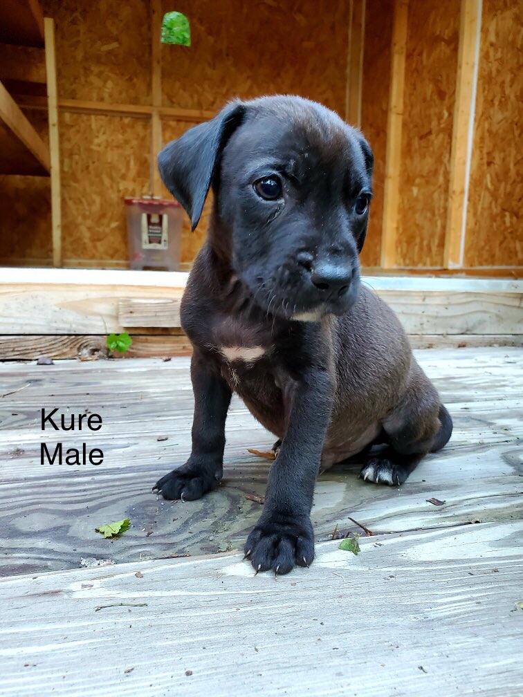 EmilyMaegen's tweet photo. I have 2 rescued puppies looking for their forever homes! They are lab/pitt/beagle mixes and are the sweetest pups! Not in Greenville currently, but willing to meet there or anywhere in NC! DM me if interested (will be screening potential homes)!!! @ECUProfessor please retweet!! https://t.co/JYaDHJ322K