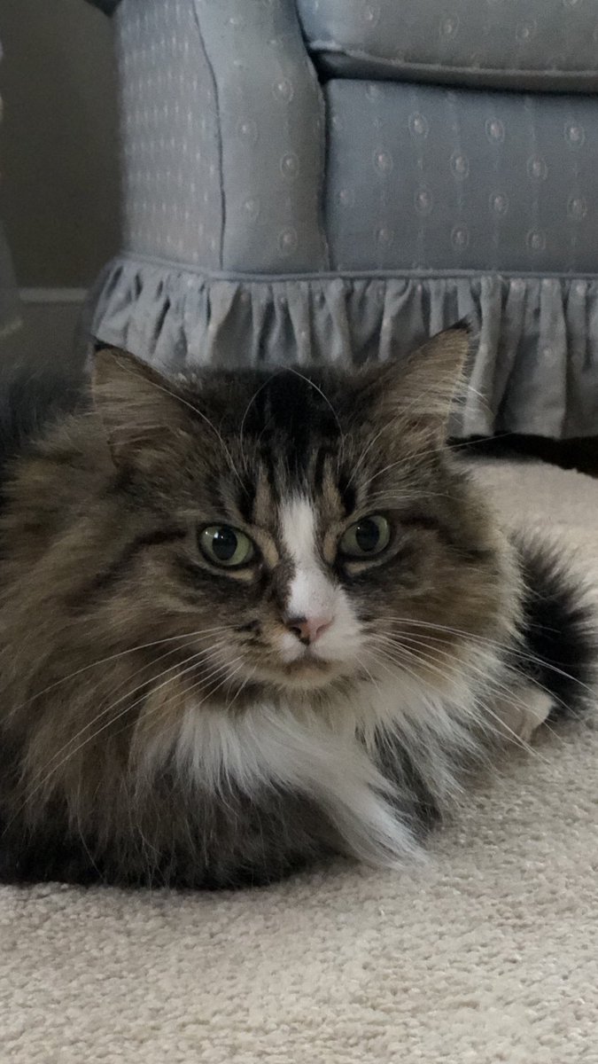 LittleMaineCoon's tweet image. It’s a warm #WhiskersWednesday! Be sure to stay cool! #WorkingKitty @GeneralCattis @JusticeToAll @MaineCoonCatsOH @Cleo_sMommy @JethroKitty @BaggaleyLiz @yongmaylingjen1 @fluffybasil @MoetBlindCat @CoonGriff @TobiasandJasper @keepupwithjen
