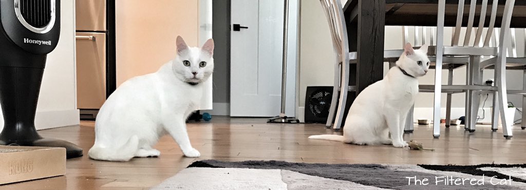 FilteredCat's tweet image. The lovely sisters, Marie and Eva. #cats #catsofinstagram #cat #of #catstagram #instagram #catlover #catlovers #instacat #meow #catlife