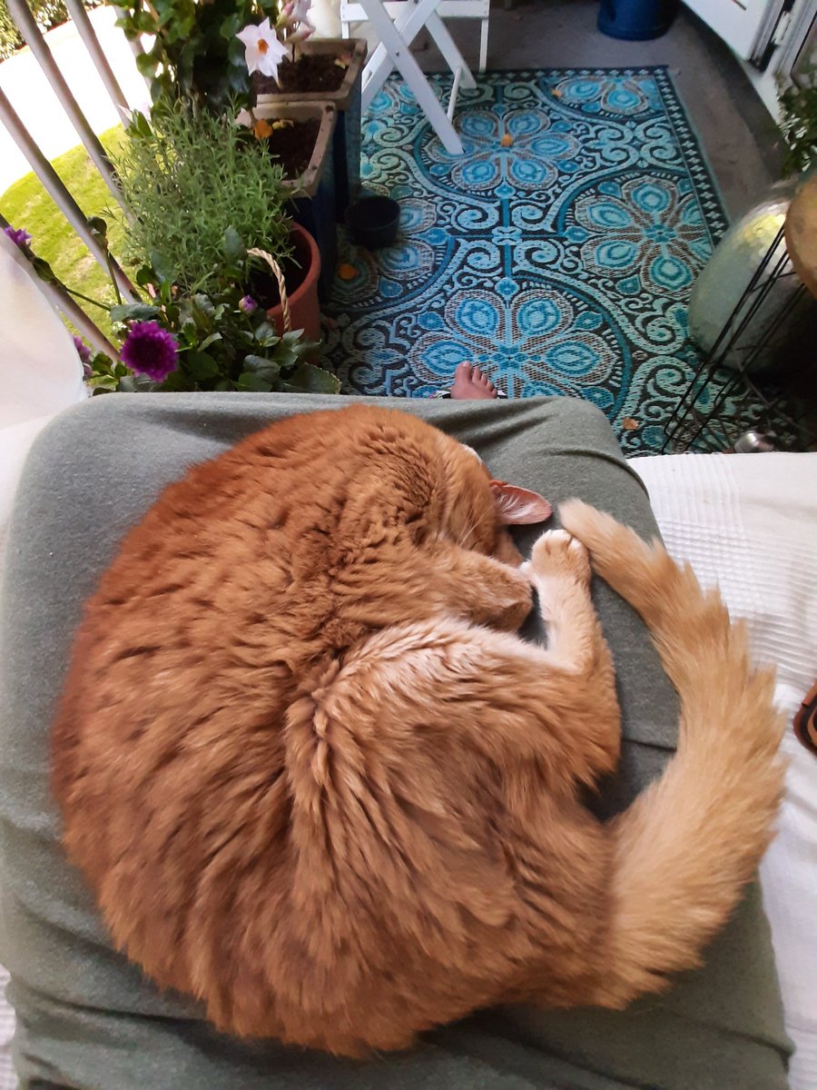 Tropische temperaturen en de kat denkt: "Ik kruip lekker bij je op schoot. Krijg jij het in ieder geval niet koud vadaag" 😅
#kathumor #oudbeestje #hoeouderhoegekker