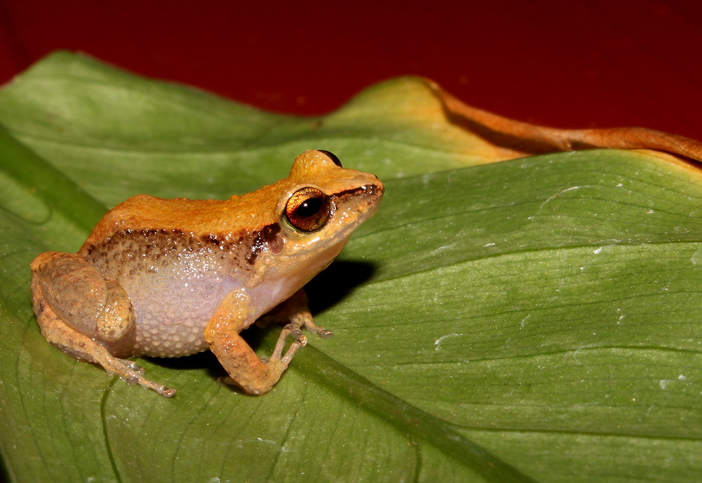 Nigua Shelby. on Twitter: "Así es, El Coquí antillano (Eleutherodactylus johnstonei) es una especie de rana originaria de las Antillas, introducida en Venezuela hace muchos años, no es nativa. https://t.co/zlbDQS0THE" / Twitter