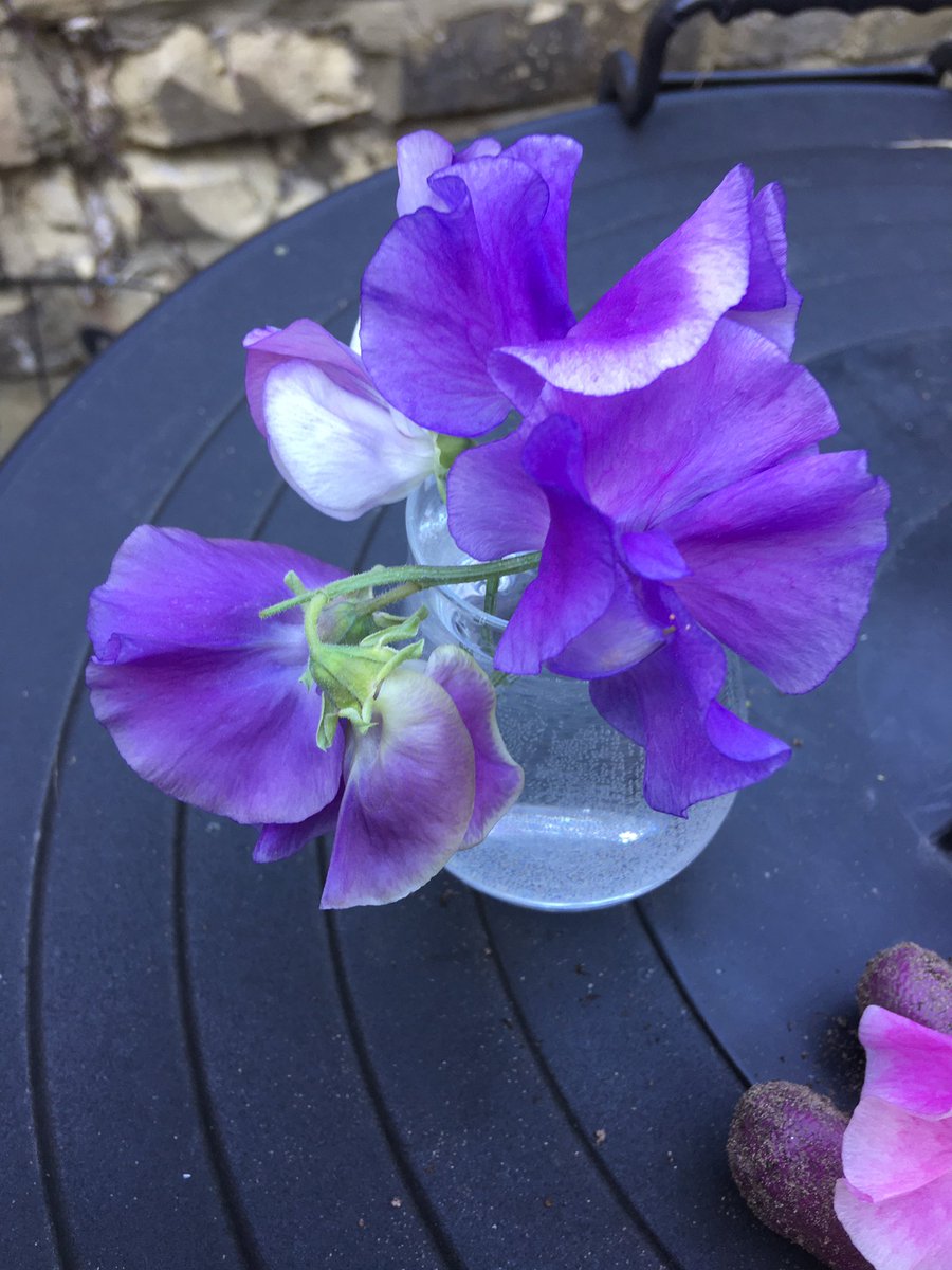 KathyGrube's tweet photo. Loving all shades of purple from largest to smallest - clematis, sweet peas and campanula #PlantTaskmaster @slcuplants https://t.co/4l3Un1GI1V