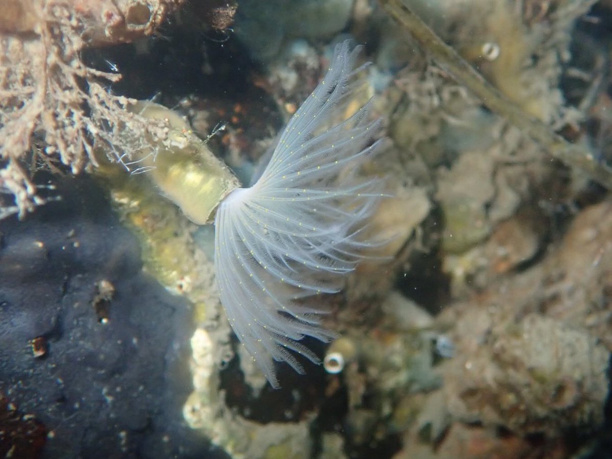 A mesmerizing #fanworm spotted in a #marina in #knysna #southafrica for #WormWednesday #marinebiodiversity #awesomeinverts
