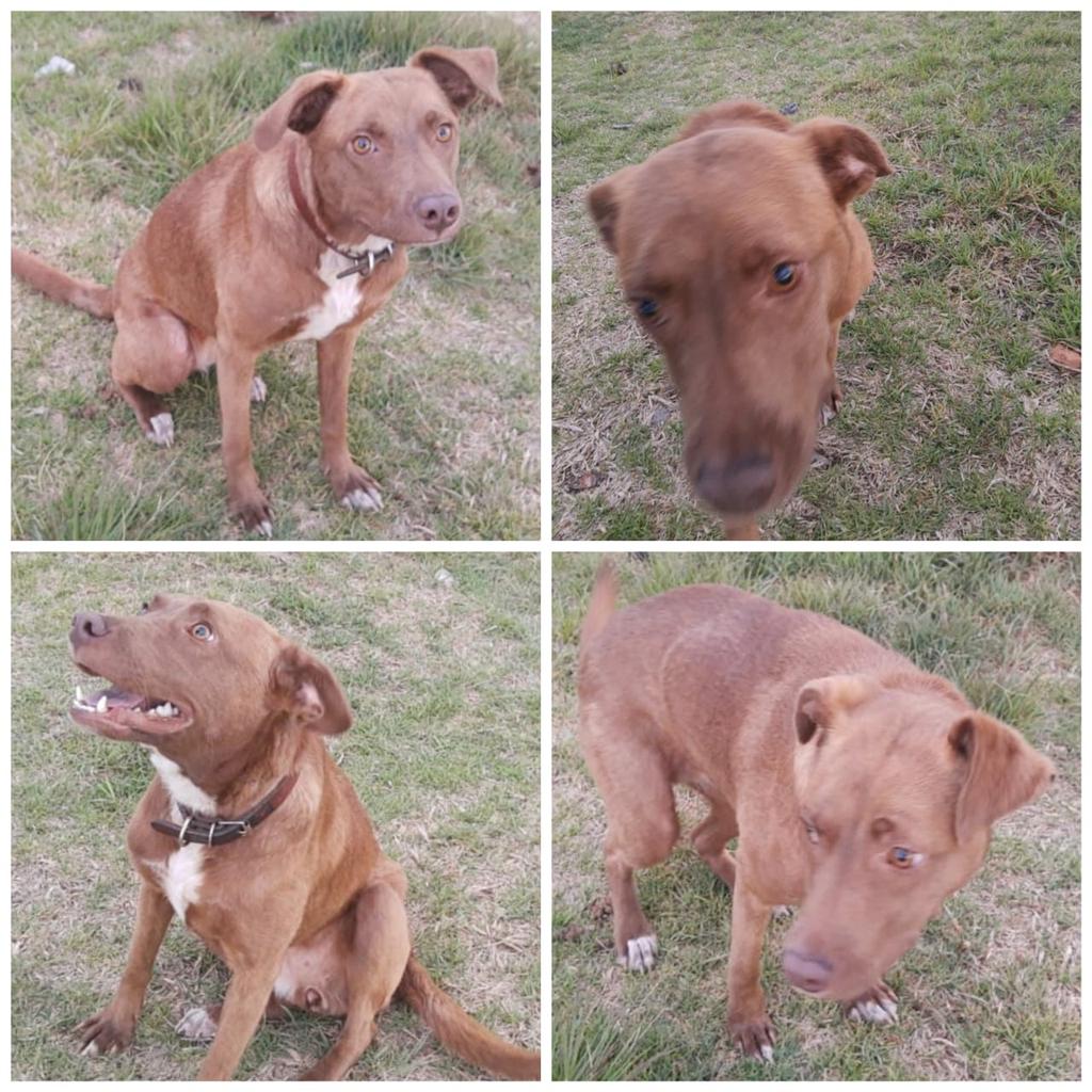 Adriipatt's tweet photo. Buen día, ¿me ayudarían a compartir, por fa? Mil gracias! 🙏 @metepec_mx @CapitanSH_ @TolucaGob
@JuanRodolfo_SG @FundacionToby
#adopta #adoptanocompres #doglover #adopcion #adoptame #adoptadog #amordeperros #perritosfelices https://t.co/niw959gjRZ