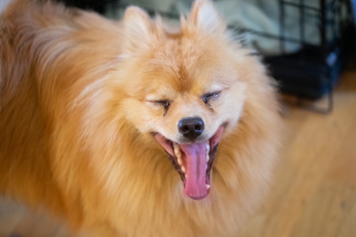 my dog ate smoked salmon