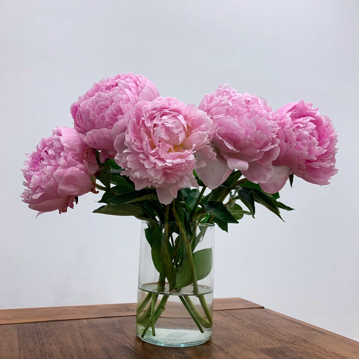 FloryBox's tweet photo. Peonies have a very small bloom season which make them much more elusive. Every home deserves a #peonies bouquet. #torontodelivery https://t.co/G3NjFtixSx