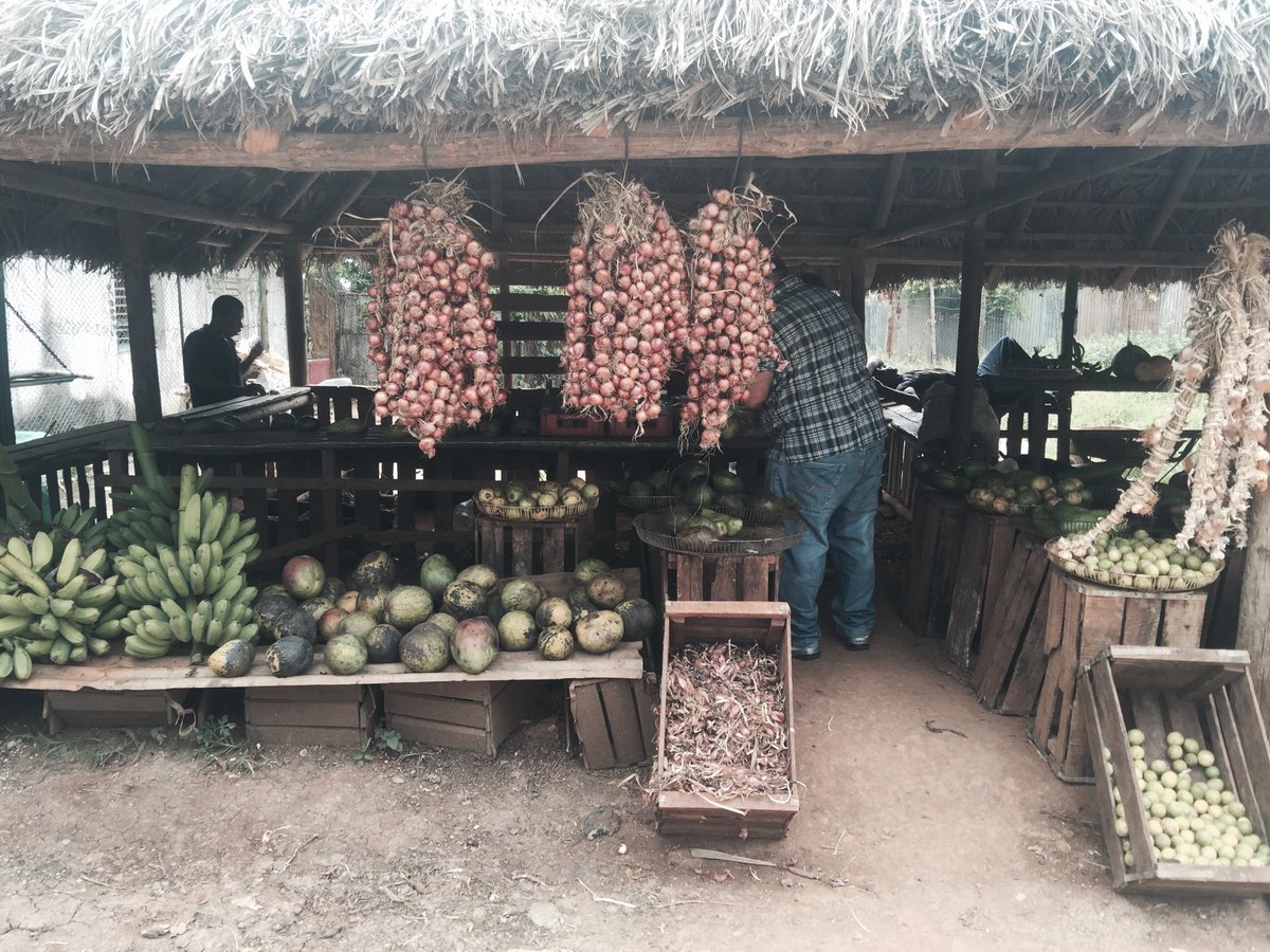 BayouBakery's tweet photo. The journey through #Cuba w/ @ChefDavidGuas in an 8-part docu-series, #ForbiddenFeasts @YouTube Ep. 6 – David Guas & his father discover in Cuba a multi-generation Japanese family’s organic farm & sources produce w/ the most revered chef in all of Havana https://t.co/K1BvBOyrAw https://t.co/qdXGYH9iFb