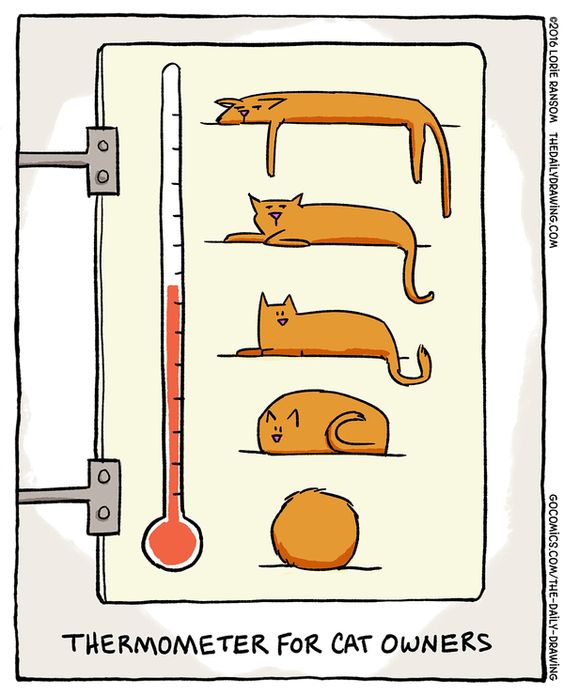 TreasuryMog's tweet photo. Currently the top cat #UKHeatwave https://t.co/BKI8ssC7uL
