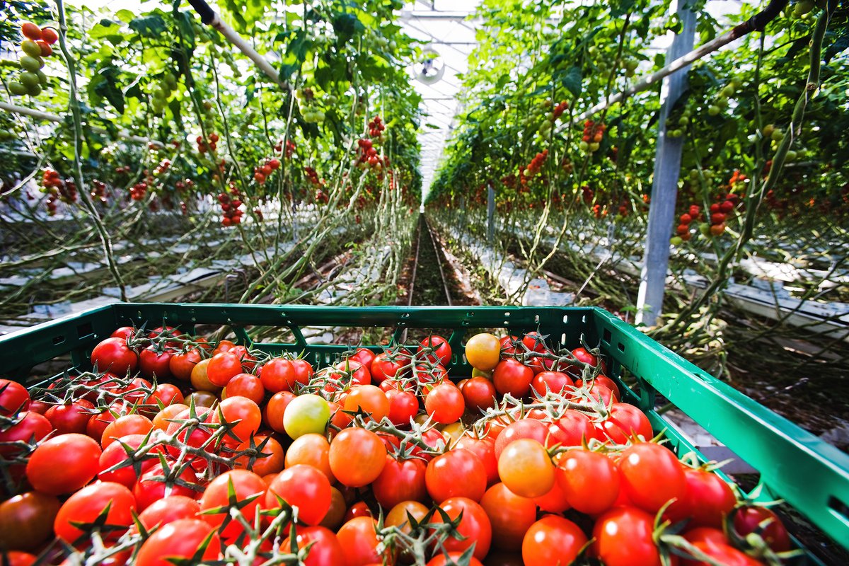 NLintheUSA's tweet photo. Sixteen Dutch and American organizations will build an ecosystem of sustainable cultivation in #Kentucky. A potential of more than 19,768 acres and 30,000 supported jobs in the US through Dutch-American trade. #NLintheUSA🇺🇸🇳🇱 #NLWorks #NLinKentucky https://t.co/w1deBxCxvp