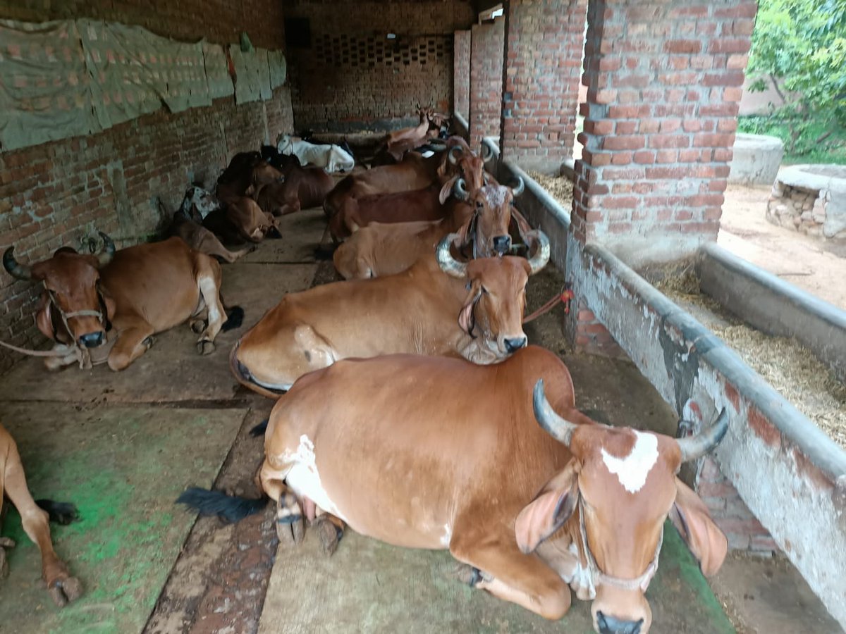 agniveer's tweet photo. W/ Eeshvar's blessings, Agniveer starts Gaushala &amp; Vedic Deeksha Kendra in Deoband (opposite to Dar ul Uloom). Our mentor Dr Vashi Sharma, west UP heads Jatin &amp; Adarsh met Hindu leaders. From now on every act of cow trafficking &amp; illegal conversion will b checked @SanjeevSanskrit https://t.co/4ZIqk90cbQ