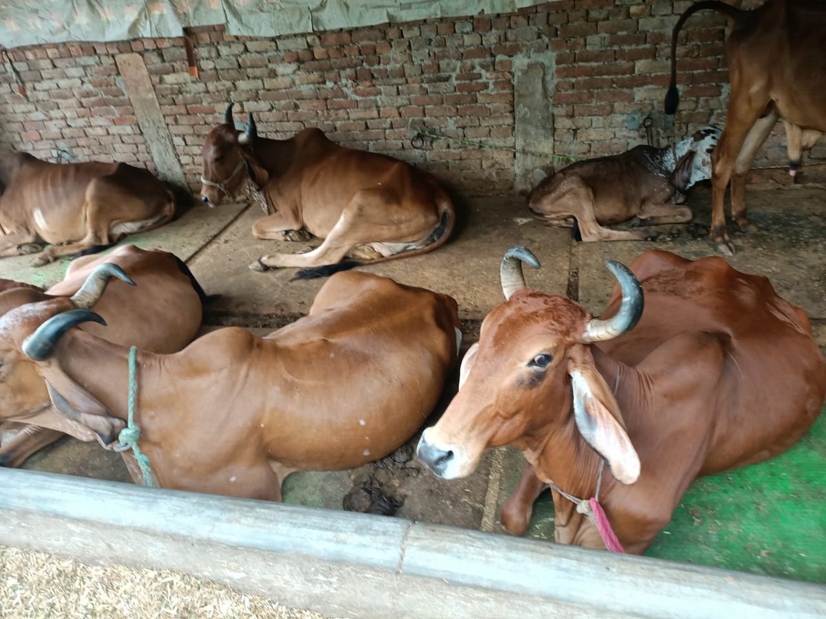 agniveer's tweet photo. W/ Eeshvar's blessings, Agniveer starts Gaushala &amp; Vedic Deeksha Kendra in Deoband (opposite to Dar ul Uloom). Our mentor Dr Vashi Sharma, west UP heads Jatin &amp; Adarsh met Hindu leaders. From now on every act of cow trafficking &amp; illegal conversion will b checked @SanjeevSanskrit https://t.co/4ZIqk90cbQ