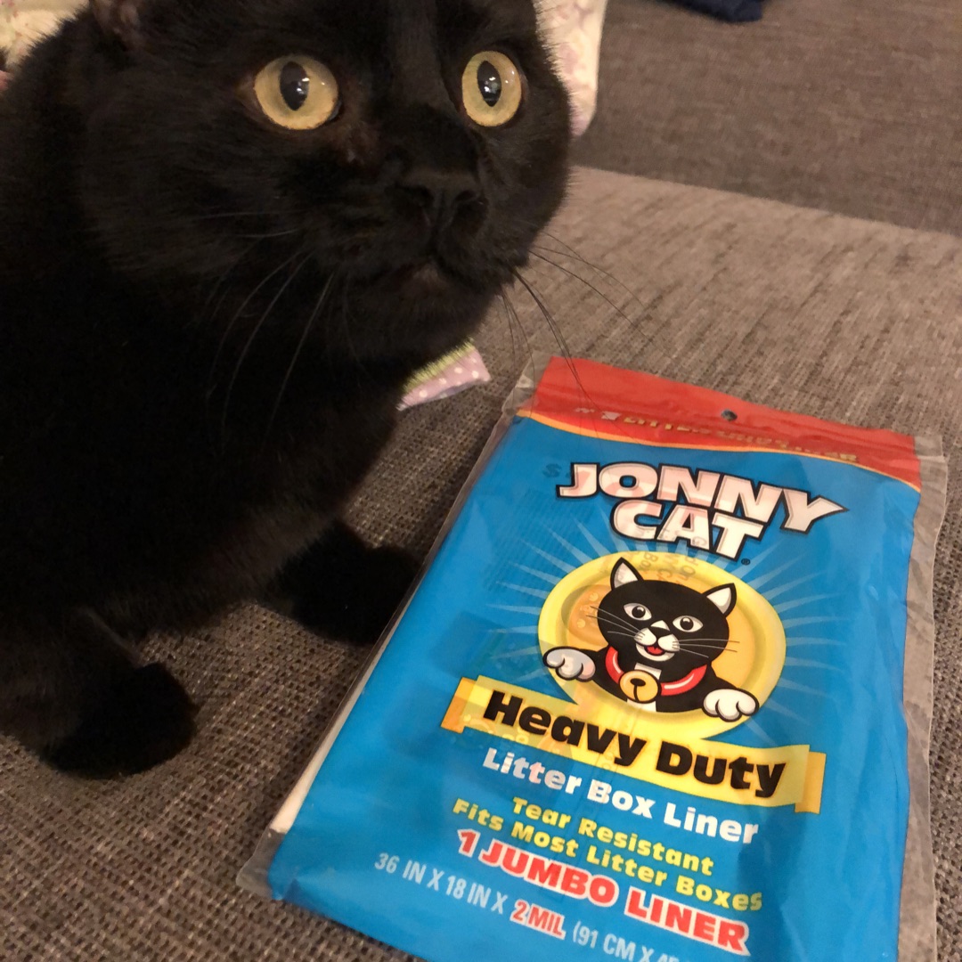 MsShuerger's tweet photo. Sassy Zoe has already mastered the “faraway” look. Thankfully @catspride  created #1jonnycatliner to make cleaning out the litter box so much easier! *I received this product complimentary to test out. #complimentary @catspride @Influenster @catspride https://t.co/yjjCKebXkf https://t.co/lQzIdxYoK7