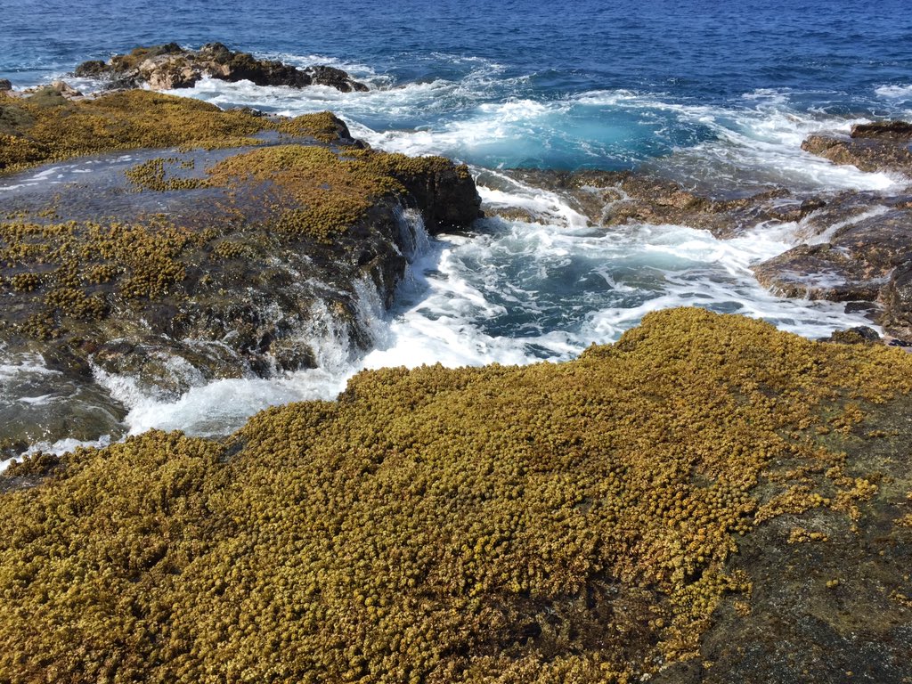 terincox's tweet photo. Citizen scientist program, Our project in Hawaii’s intertidal #opihi has been pretty busy this past decade: https://t.co/xGdxhgw1hT evidence for increase in CCA and this brown alga Turbinaria in Hydrobiologia! @JPhilippoff @HI_kanesa @LabKnope @Anuinhawaii @Kelly_S_Boyle https://t.co/SG5XZpDboZ