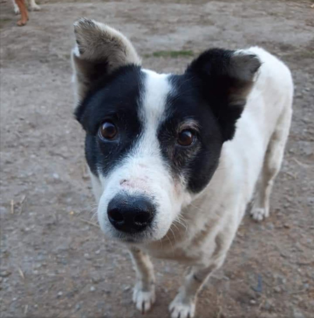 EvermoreDog's tweet photo. Paddy, at 9 years old, is one of our older dogs. He's a lovely soul, who happens to be deaf. Roxana tells us that he sleeps a lot, wakes up, has a sniff &amp; a cuddle, &amp; goes back to sleep! I wonder if someone out there would like to give him a UK #foreverhome. Currently in Romania. https://t.co/LQf5By2r8j