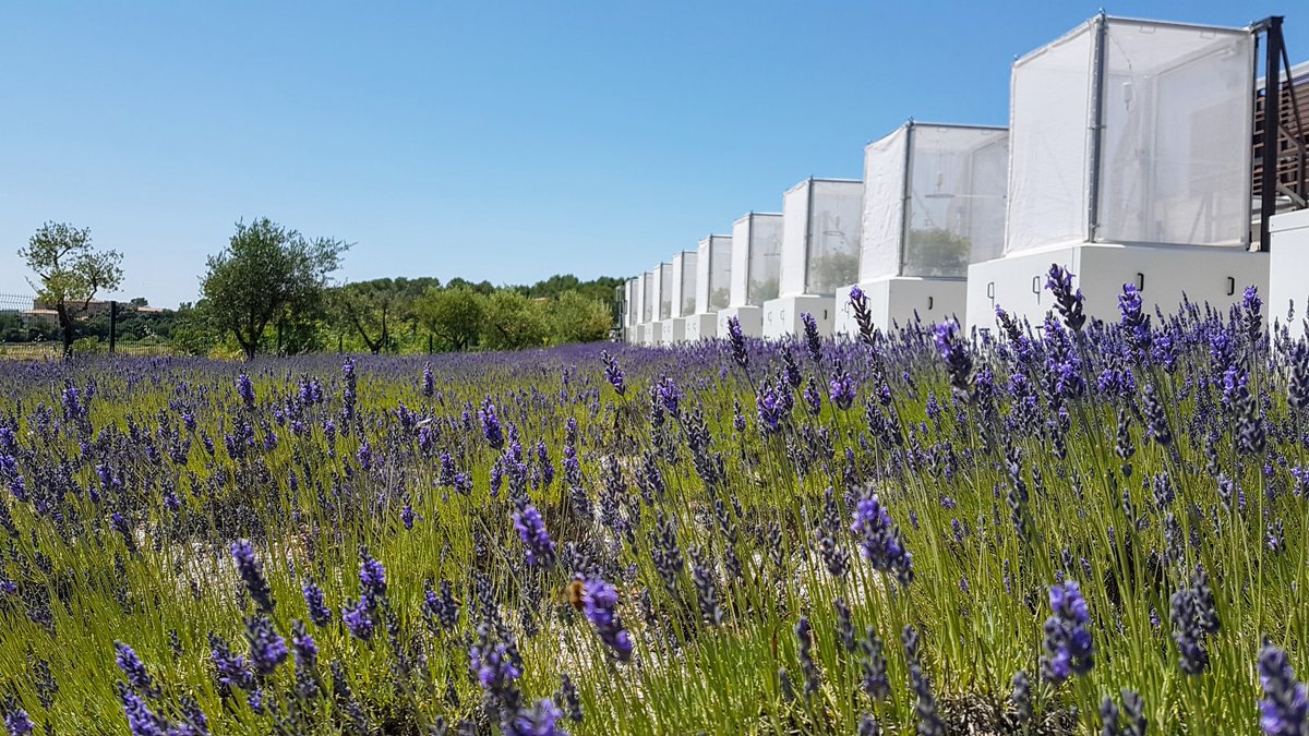 EcotronCNRS's tweet photo. Lavender &amp; #Mesocosms @EcotronCNRS @INEE_CNRS (#ecotron) https://t.co/IGC9rIRtss