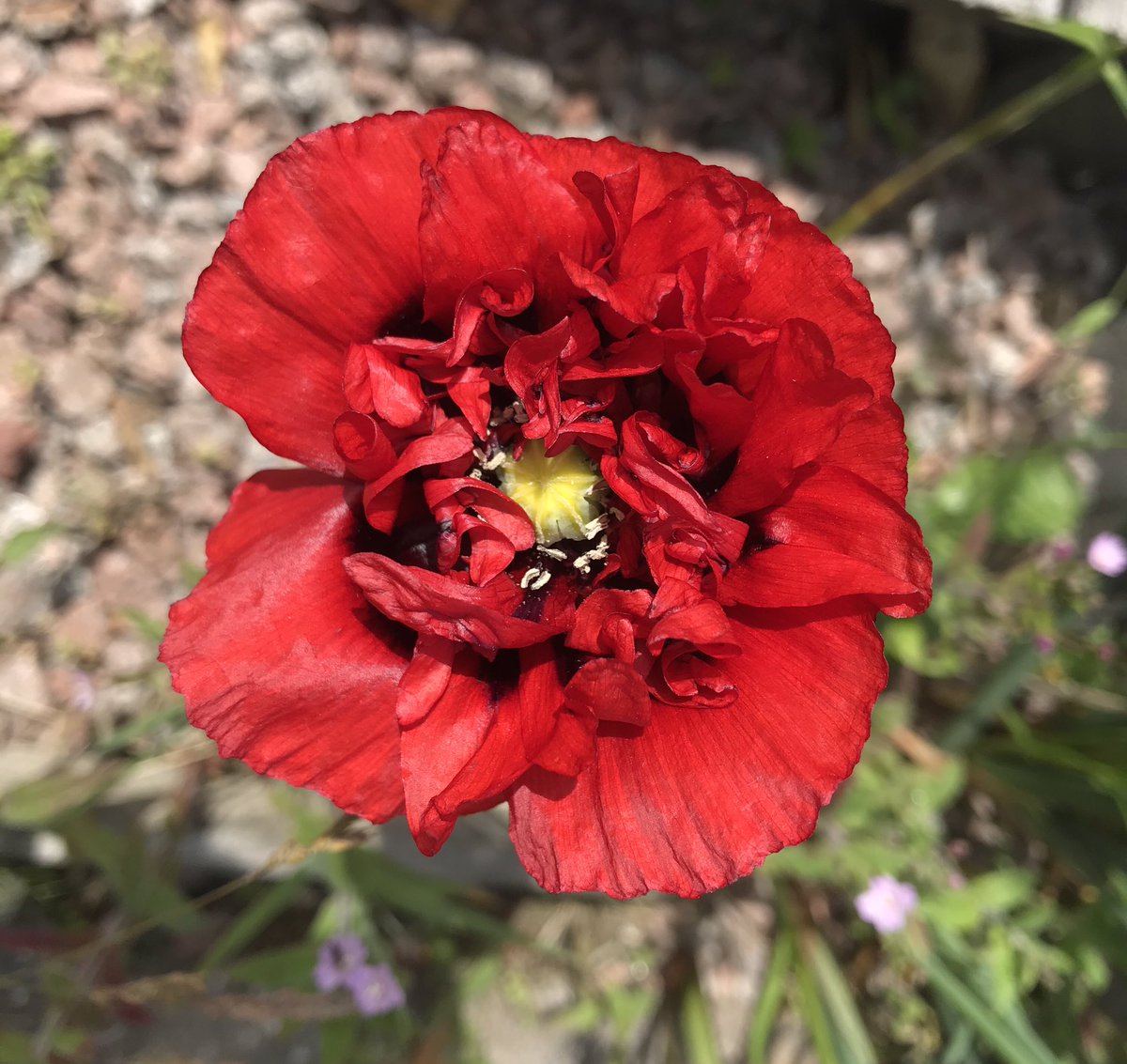 Een mooie klaproos in de tuin🌺