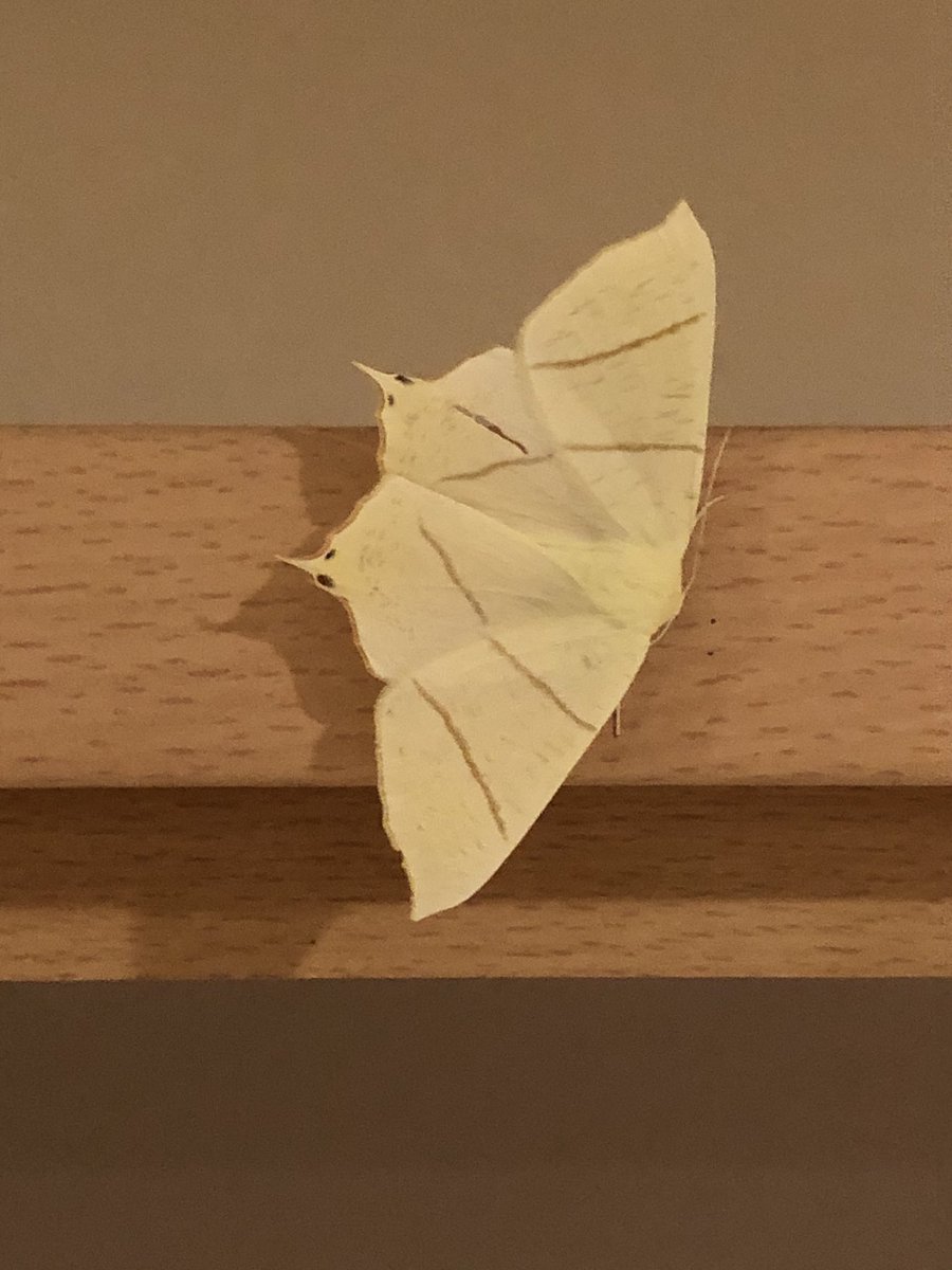 james_jas85's tweet photo. Found a moth in Essex UK can anyone identify please 😊 #moth #identify #identifyinsect #twitterhelp https://t.co/dwgMVsG611