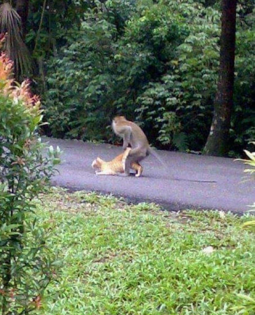 Qoder9's tweet image. Waduh payah...