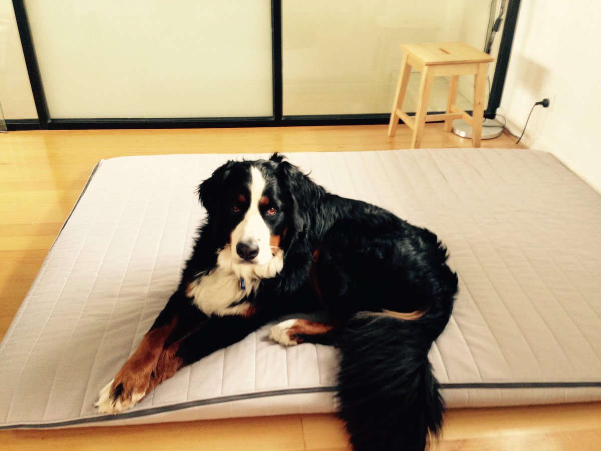 We all need dogs atm