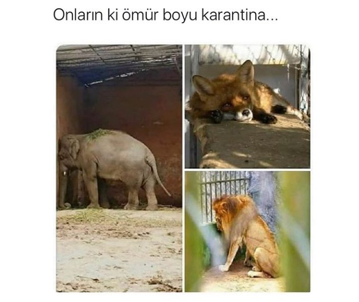 #aslanparkboykot <a href="/haileyeylulsani/">Hailey Eylul Sani</a> cidden hayvanları böyle yerlerde tutmaya hakkınız yok keşke aynı şey size yapılabilseydide anlayabilseydiniz <a href="/haileyeylulsani/">Hailey Eylul Sani</a> hep yanındayız