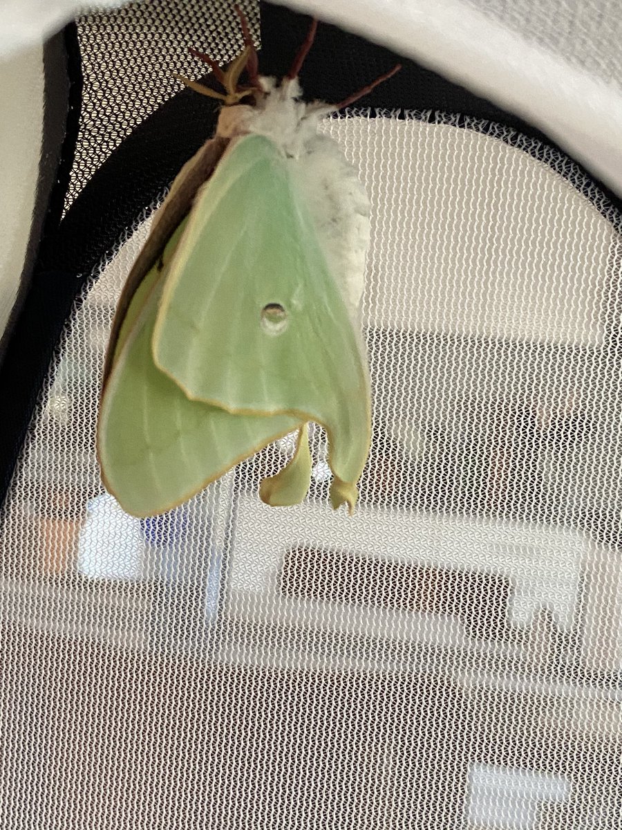 Now we get to see the wing tails expand! She actually has very small wings so far considering it was the biggest luna pupa i have ever seen!