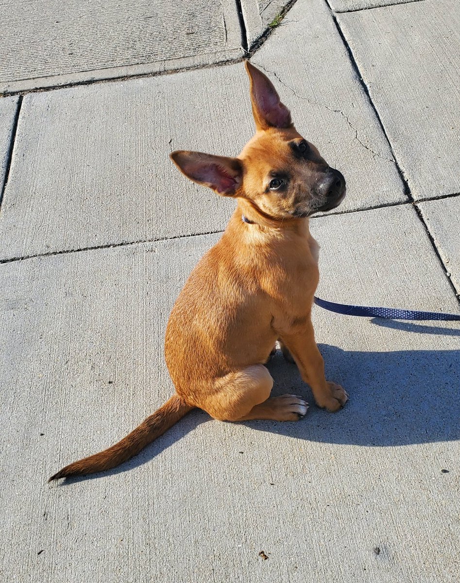 EmmaGmusic's tweet image. Perks of still being in quarantine:
Not going to the gym means cardio outdoors which means making new friends LIKE THIS ADORABLE PUPPY: Meiha! 

She even gave me kisses. 

#puppylove #HelloStrangerEP1 #COVID__19