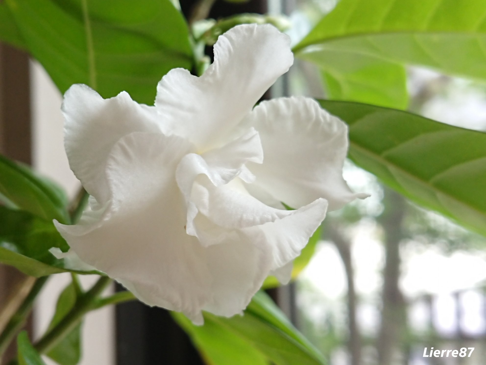 花りえーる87 サンユウカ 三友花 花言葉 潔白 清楚 温故知新 白い天使 どんな時も 白い天使 は咲いてくれる Good Morning T Co Oglohpwhrs Twitter