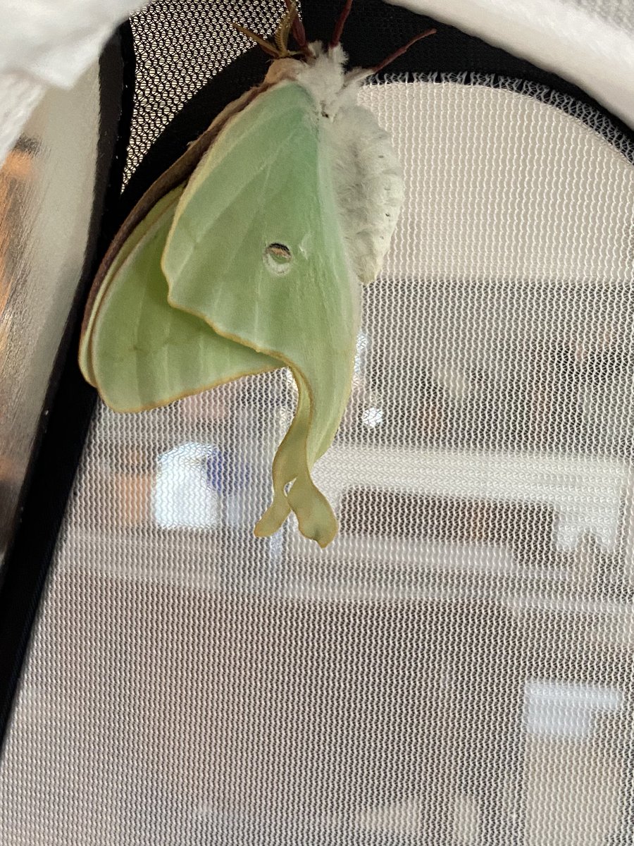 Zoop! Almost done expanding, then they need to dry!