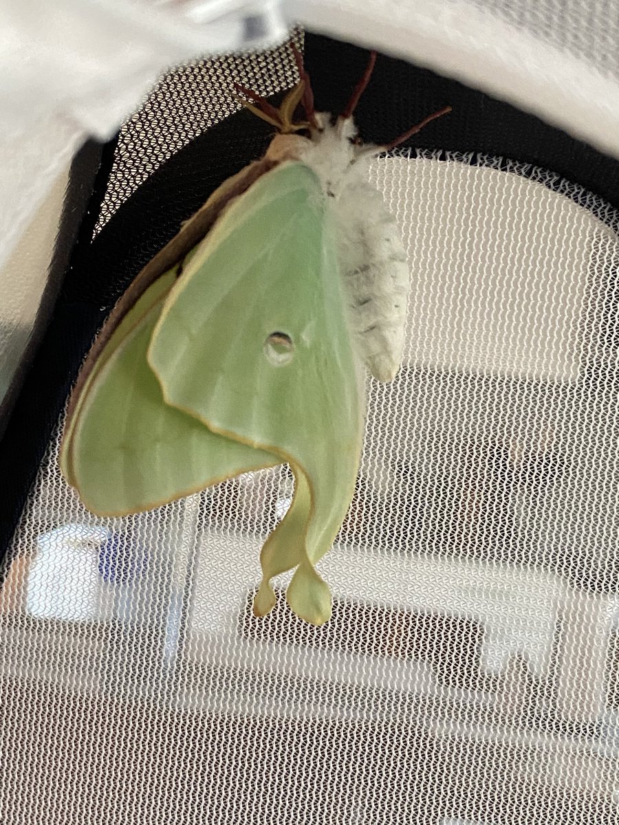 Zoop! Almost done expanding, then they need to dry!