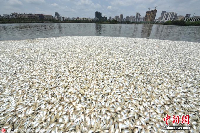 SEWAGE OR SWIMMING?THE RECREATIONAL VALUE OF EAST LAKE, WUHAN, CHINA https://idl-bnc-idrc.dspacedirect.org/bitstream/handle/10625/31483/117857.pdf?sequence=5&isAllowed=yLarge amount of dead fish float at south lake in Wuhan (2012) http://www.globaltimes.cn/content/721261.shtml35 tons of dead fish appear in lake in China (2013) https://whnt.com/news/35-tons-of-dead-fish-appear-in-lake-in-china/