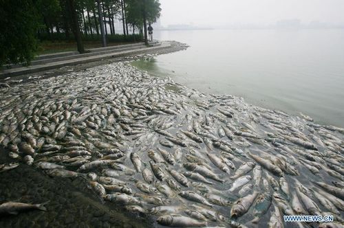 SEWAGE OR SWIMMING?THE RECREATIONAL VALUE OF EAST LAKE, WUHAN, CHINA https://idl-bnc-idrc.dspacedirect.org/bitstream/handle/10625/31483/117857.pdf?sequence=5&isAllowed=yLarge amount of dead fish float at south lake in Wuhan (2012) http://www.globaltimes.cn/content/721261.shtml35 tons of dead fish appear in lake in China (2013) https://whnt.com/news/35-tons-of-dead-fish-appear-in-lake-in-china/