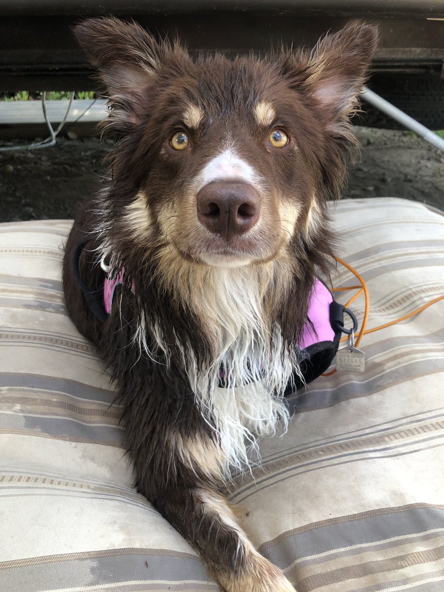 Millie swam for the first time today and it was amazing 💜💜 #tripawd