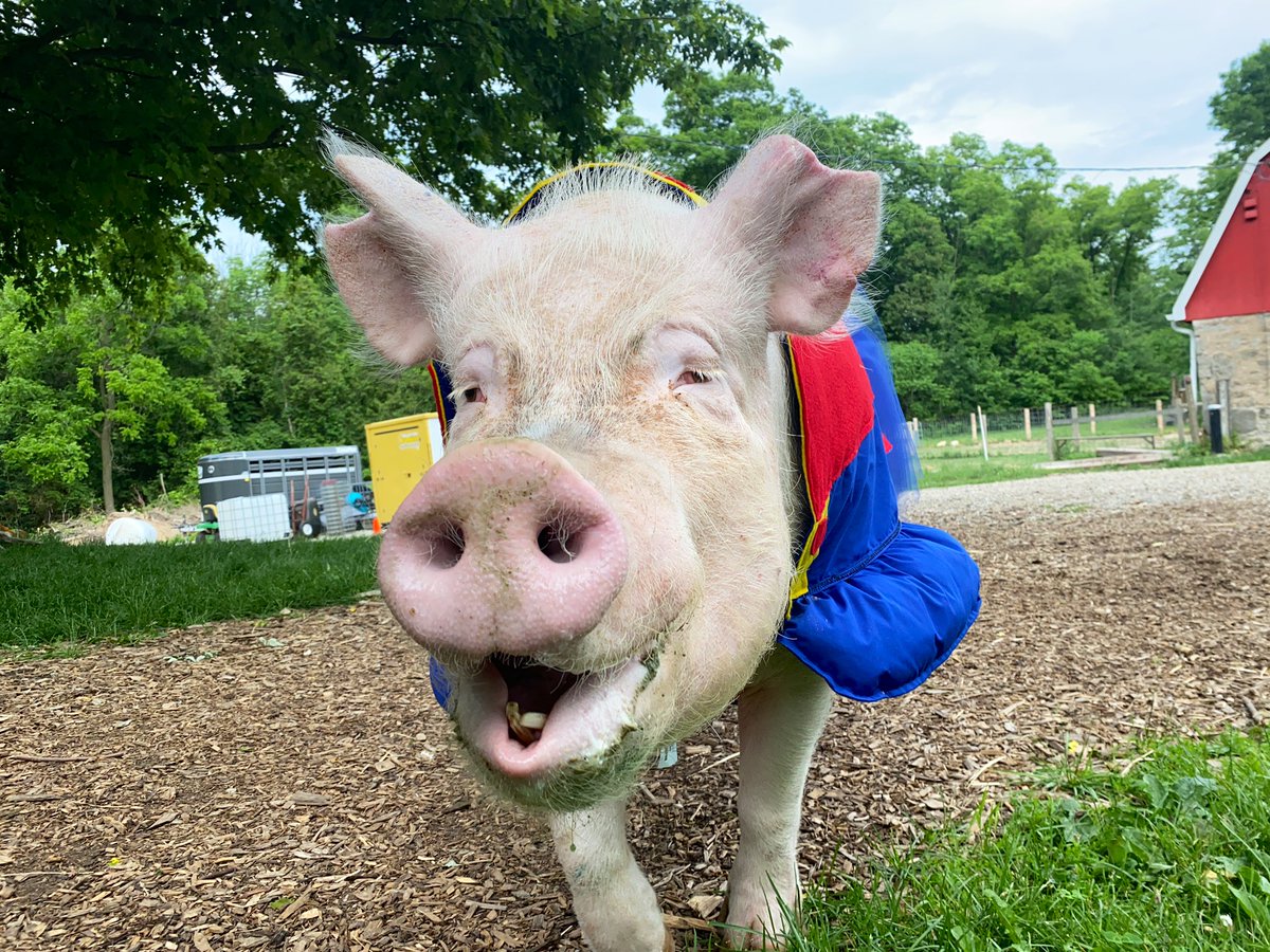 EstherThePig's tweet photo. I think doctors and nurses should get to wear superhero costumes all day like I do. https://t.co/gTZfx94XAH
