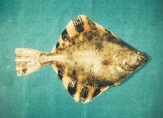 slziegler220's tweet photo. This week's #WhatFishWednesday is the Starry flounder, Platichthys stellatusa literally "starry flat fish".
Recognizable by alternating yellowish and dark bars on their dorsal, caudal, and anal fins. They also have star shaped scales! #fishfacts
📷: Dr. Dwayne Meadows, NMFS https://t.co/xzKuBIUDfy
