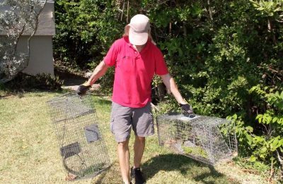 prunderground's tweet photo. Prevent #SeawallDamage with #IguanaControl Services from Wildlife Removal Services of #Florida https://t.co/2uEo1qjD2C @wildlifecorp https://t.co/EsUFkZn5BB