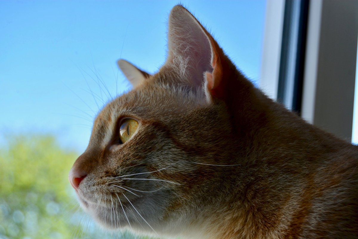 cat_jago's tweet image. Apparently, today is #CatWorldDominationDay personally I assumed every day was anyway 😹😹 here is me being Dominant and assertive 🦁