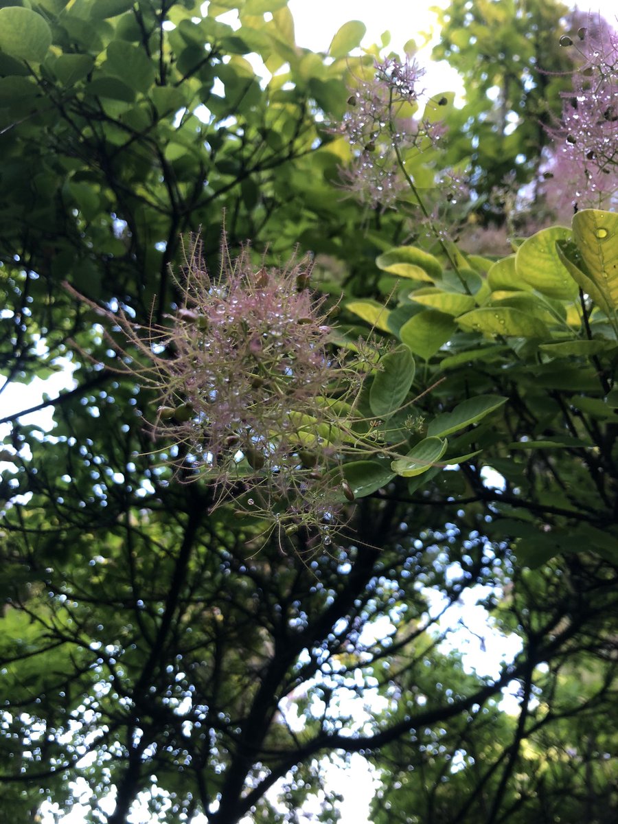 Cotinus coggygria（Smoke tree）in Harris Garden
When I first saw it, I thought I was blind🙈
#MScPlDiv 
#Anacardiaceae