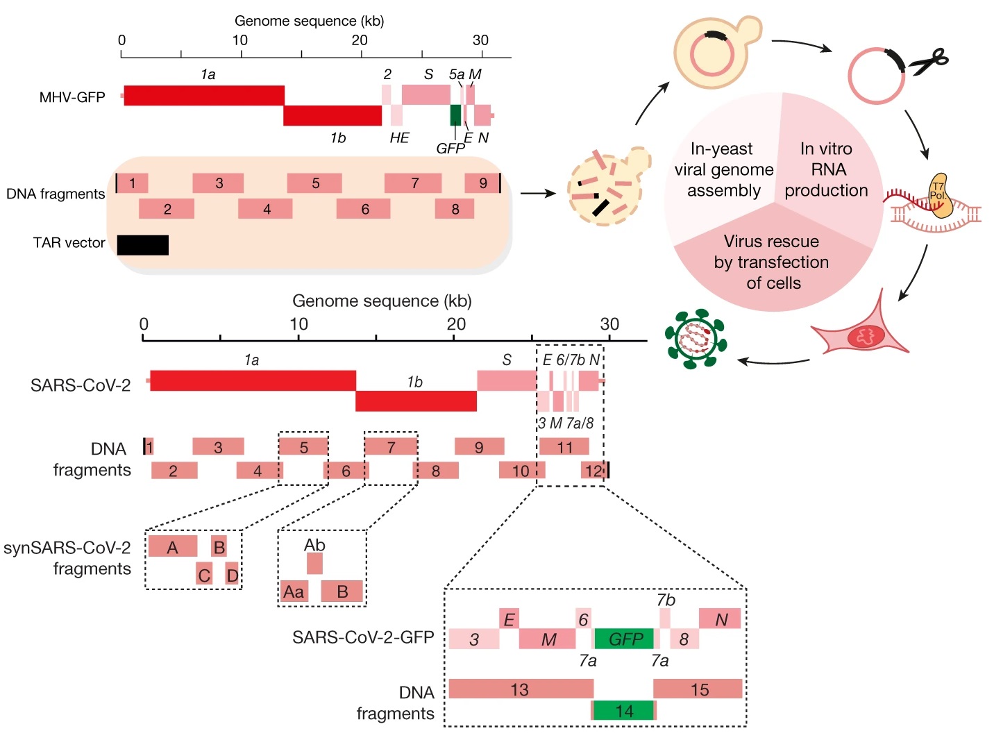 Рнк cov 2. Выявление РНК SARS-cov-2. Несущий ген белка s вируса SARS-cov-2. Криптомерия генетика пример. Рар ген 2.