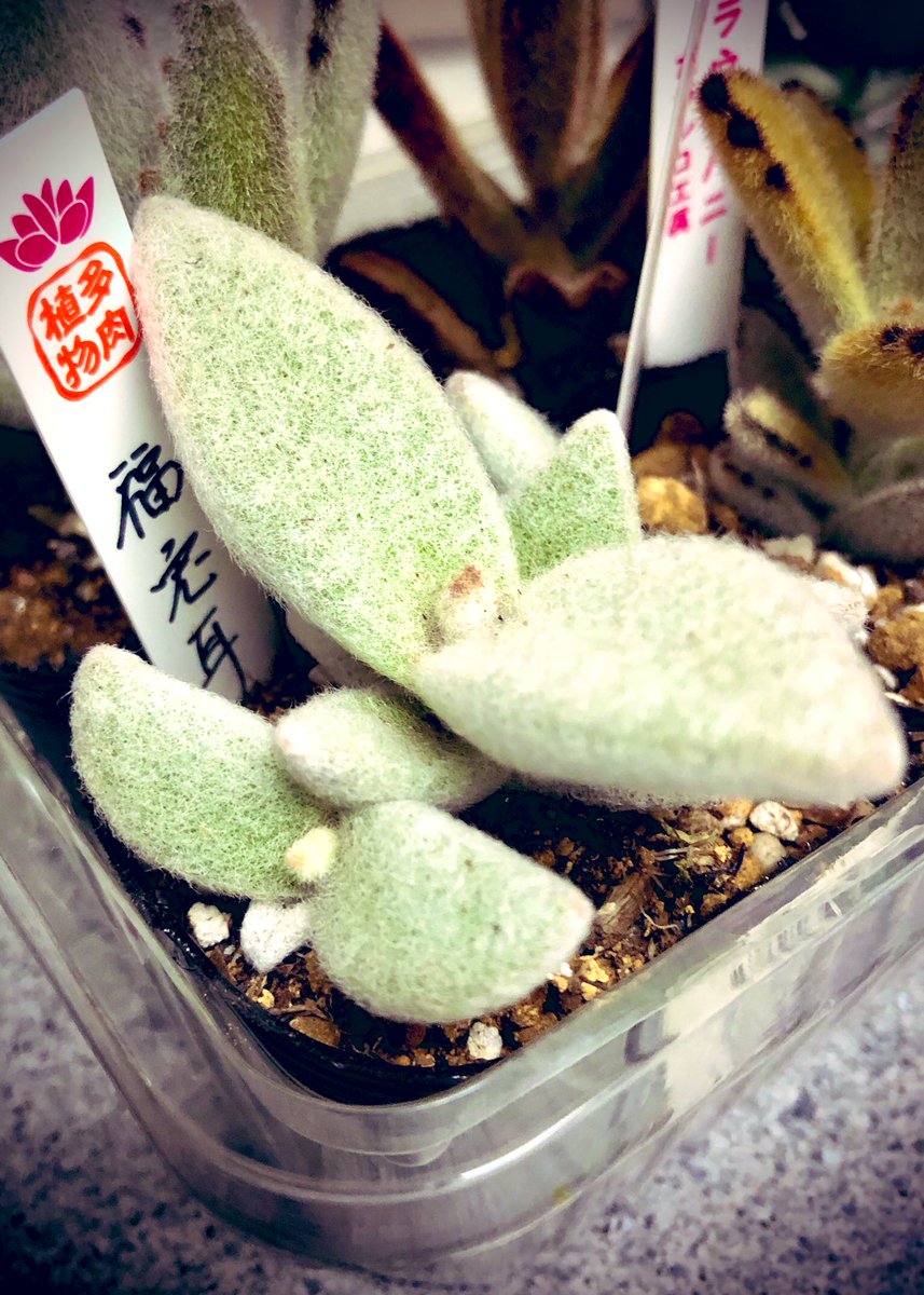 Muni ヒヤマニア情報部長 Twitterren 家にあった多肉植物挿し木し過ぎて同じのばかりでつまらないので新しく購入 でも結局兎 ちゃんばかり買ってしまったw1枚目から福兎耳 月兎耳 ゴールデンラビット ブラウンバニー 皆触り心地良いんだけど福兎耳のフニフニ感は最高