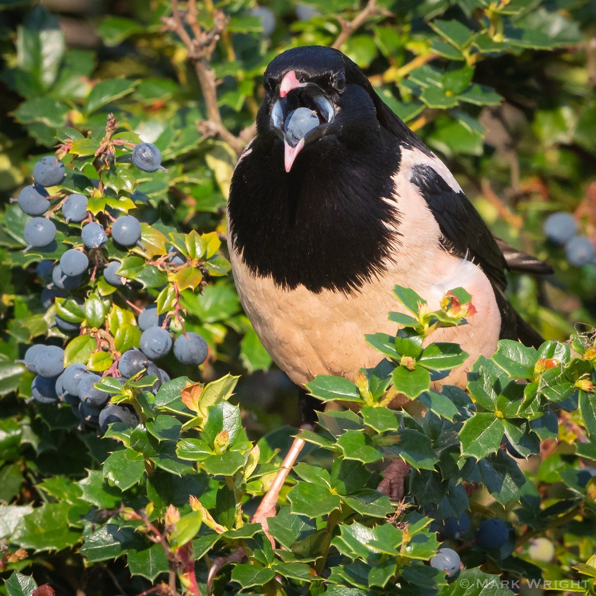 markwright12002's tweet image. Rose-coloured Starling
Portland, Dorset
@PortlandBirdObs @DorsetBirdClub @DorsetWildlife