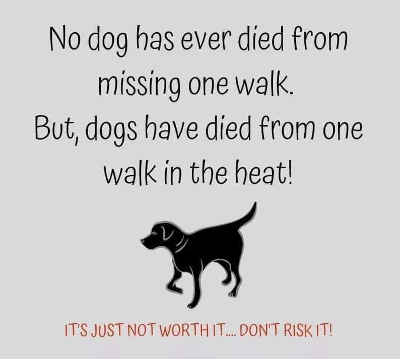 KathandAimee's tweet photo. Just putting this out there....
#heatwaveuk #DogsofTwittter https://t.co/0ciKAlMVQ2